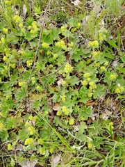 Alchemilla bungei
