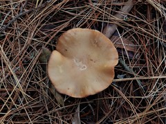 Rhodocybe piperita