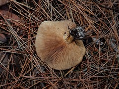 Rhodocybe piperita