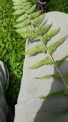 Dryopteris × dowellii