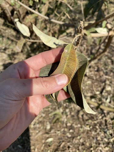 Weeping resintree (Ozoroa engleri)