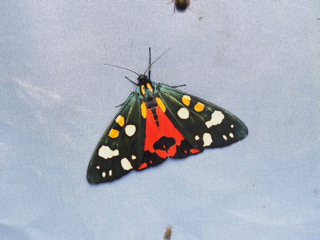 Scarlet Tiger