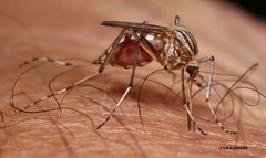 Aedes vittiger