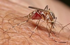 Aedes vittiger