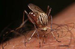 Aedes vittiger