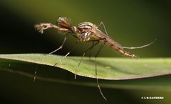 Aedes vittiger