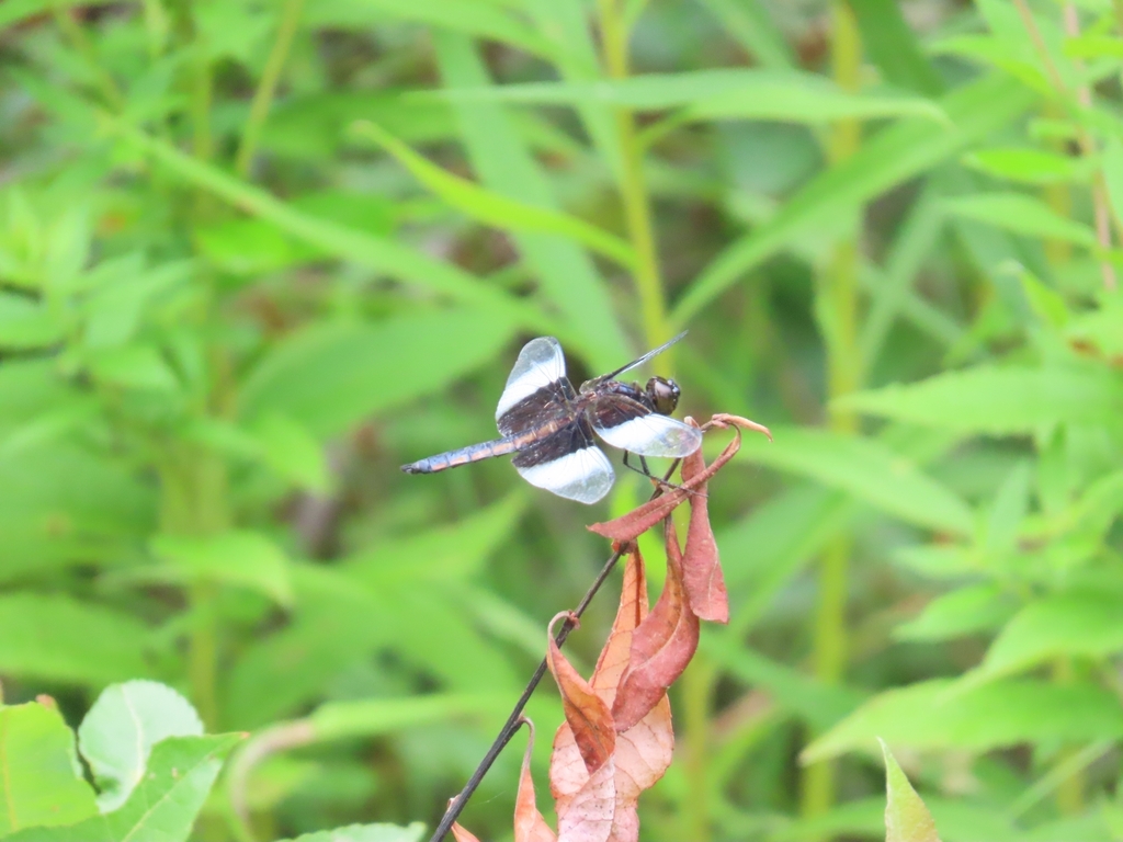 Widow Skimmer