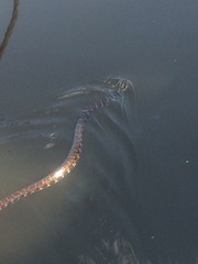 Nerodia sipedon williamengelsi