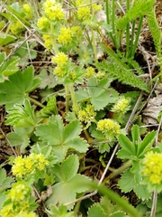 Alchemilla bungei