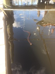 Nerodia sipedon williamengelsi