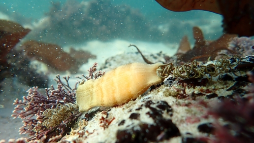 Puffadder Shyshark, Western Cape, ZA, photo 9 of 10