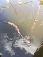 Nerodia sipedon williamengelsi