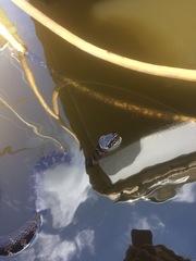 Nerodia sipedon williamengelsi