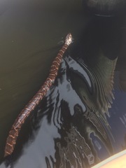 Nerodia sipedon williamengelsi