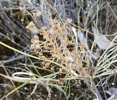 Schoenolirion wrightii