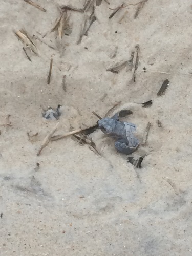 Loggerhead Sea Turtle photographed in North Carolina