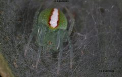 Araneus circulissparsus