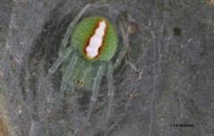 Araneus circulissparsus