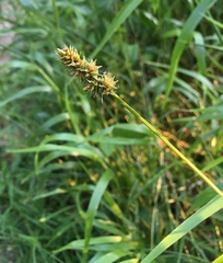 Carex stipata