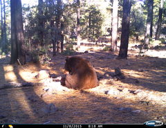 Ursus americanus machetes