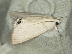 Litoprosopus coachella