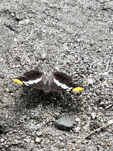 iNaturalist observation photo of California Sister