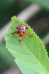 Paratrachelophorus nodicornis