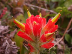 Castilleja litoralis