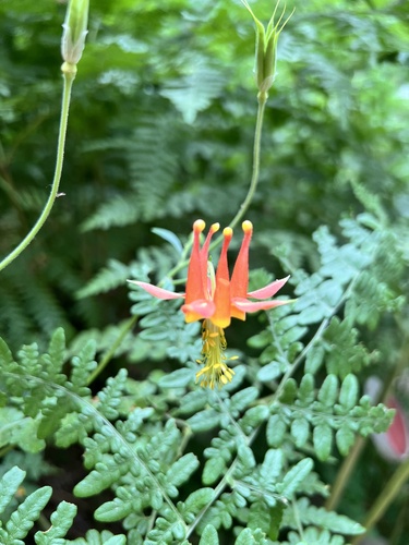 iNaturalist observation photo of western columbine