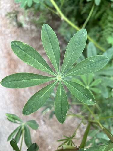 iNaturalist observation photo of Broadleaf Lupine