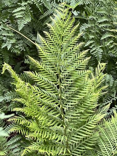 iNaturalist observation photo of giant chain fern