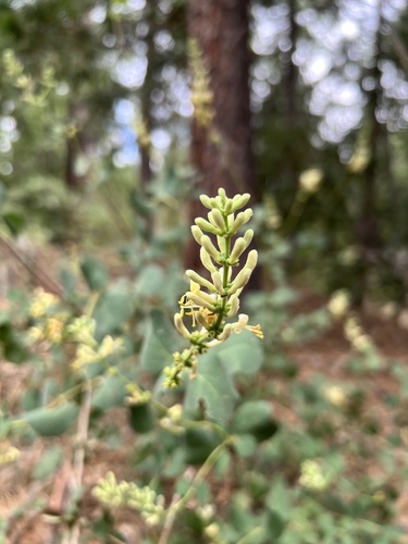 iNaturalist observation photo of Southern Honeysuckle