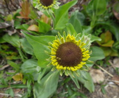 Helenium bolanderi