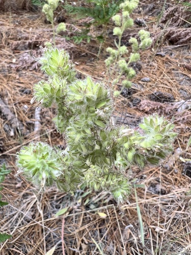 iNaturalist observation photo of Mountain Phacelia