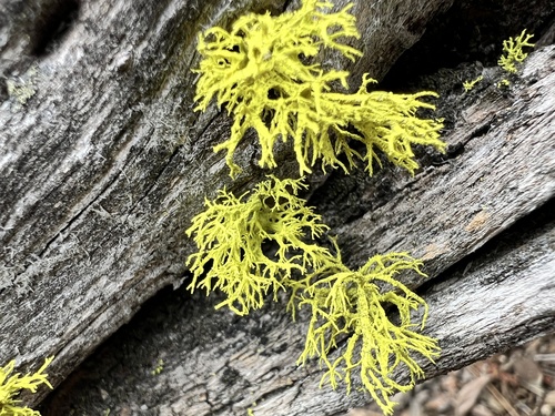 iNaturalist observation photo of wolf lichen