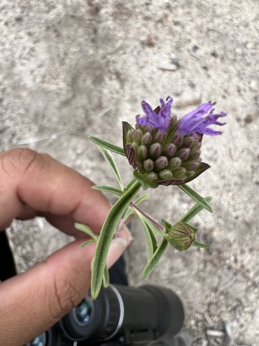 iNaturalist observation photo of Brewer's Monardella