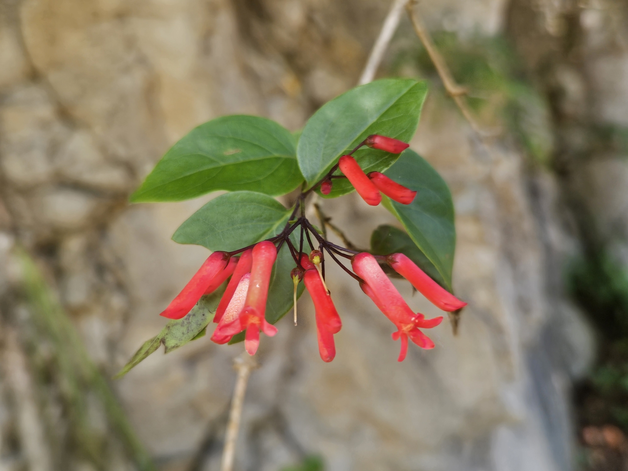 Russelia contrerasii