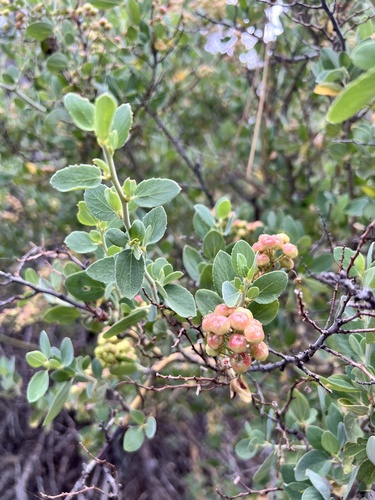 iNaturalist observation photo of chaparral whitethorn