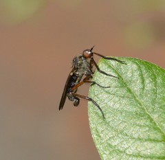 Empidinae