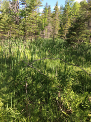 Balsam-Tanne (Abies balsamea): Herkunft und Verwendung — Foto 3