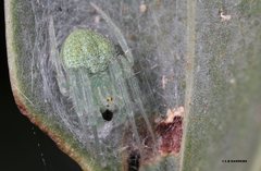 Araneus circulissparsus