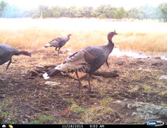 Meleagris gallopavo mexicana