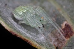 Araneus circulissparsus