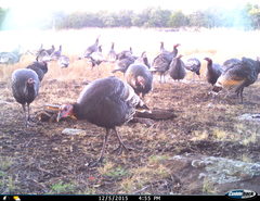 Meleagris gallopavo mexicana