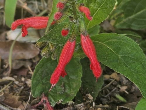 Belize sage (Salvia miniata)