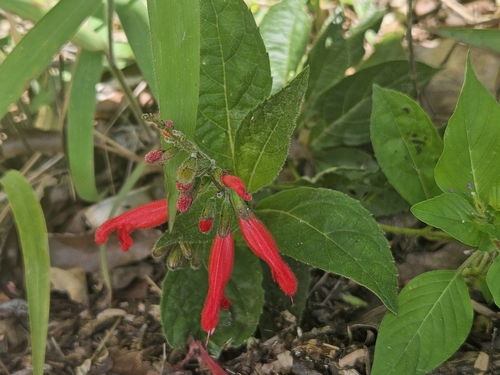 Image of Salvia miniata by (c) Francisco Emilio Roldán Velasco, some rights reserved (CC BY)
