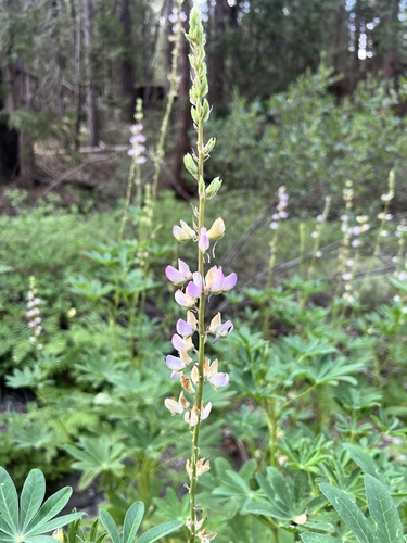 iNaturalist observation photo of Broadleaf Lupine