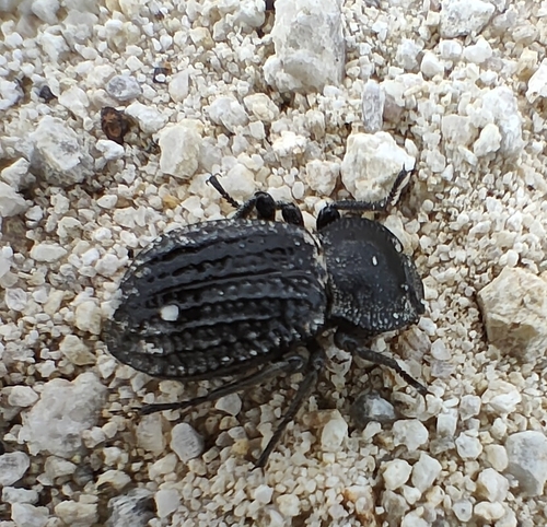 Pelecyphorus foveolatus