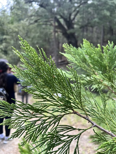 iNaturalist observation photo of California incense-cedar