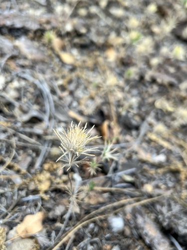 iNaturalist observation photo of Whiskerbrush